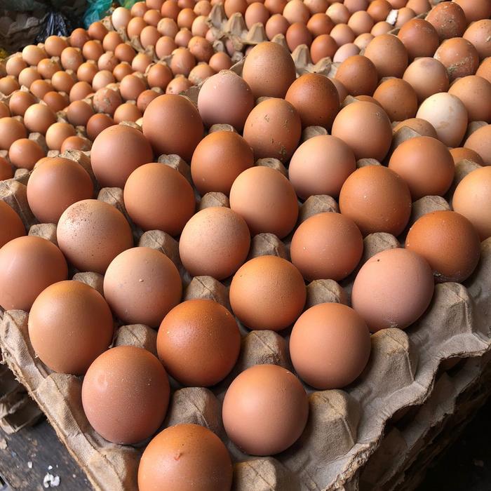 Telur Ayam Ras